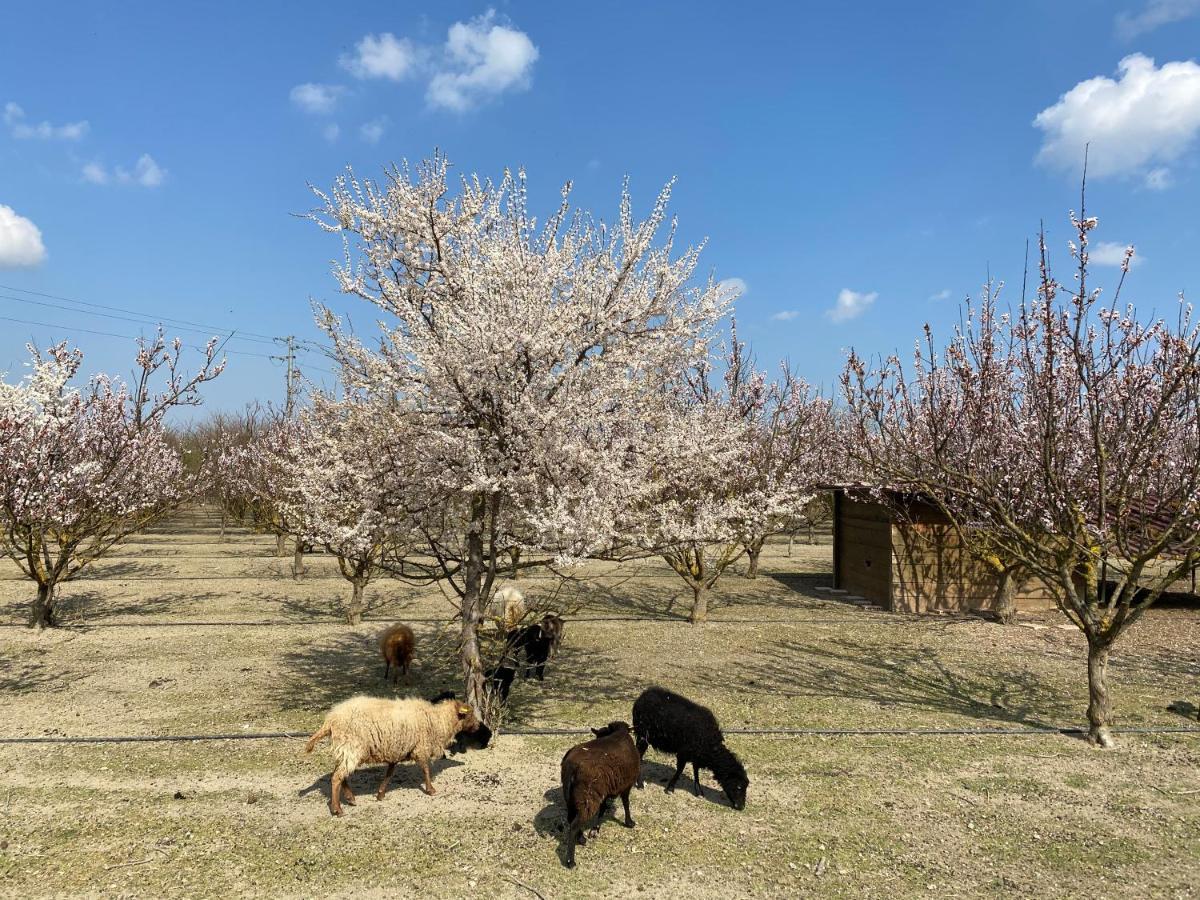 Agriturismo San Michele San Michele  Экстерьер фото